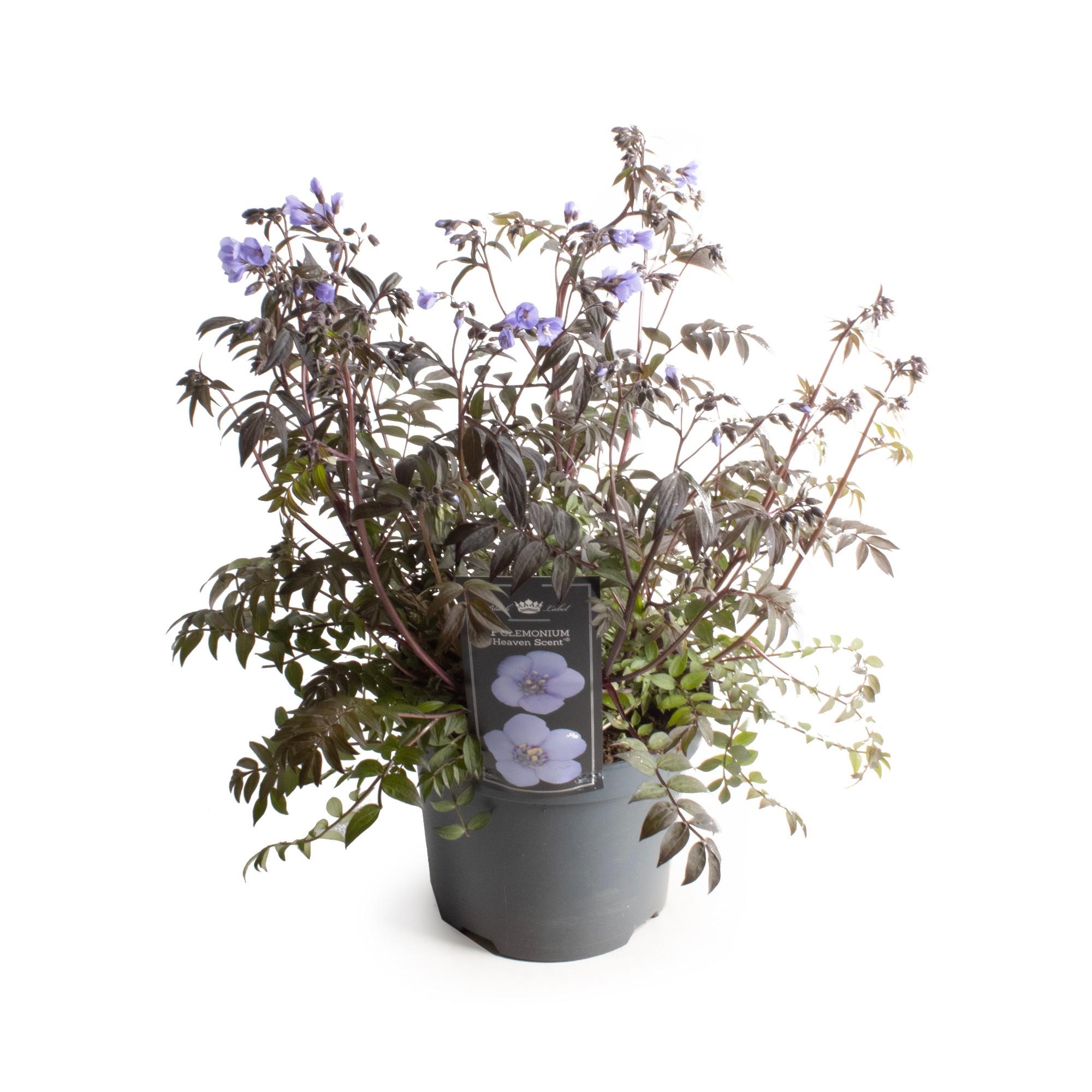 Polemonium 'Heaven Scent' - Plantenboetiek.nl